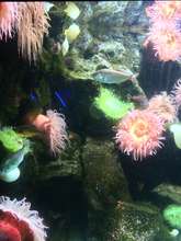 Plant life under the sea