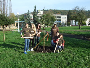 Planting trees with corporate volunteers