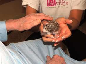 Animal therapy - a hedgehog called Bubble