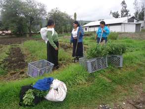 Kevin's Family and Neighbors Collect Their Harvest