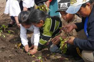 Starting to plant at the school