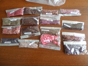 Garden Seed Packets for Distribution to Classes
