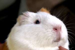One of our program guinea pigs (aka cuyes).