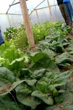 Thriving produce in Ecuador greenhouses.
