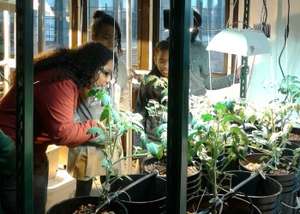 Students learning to prune our tomatoes