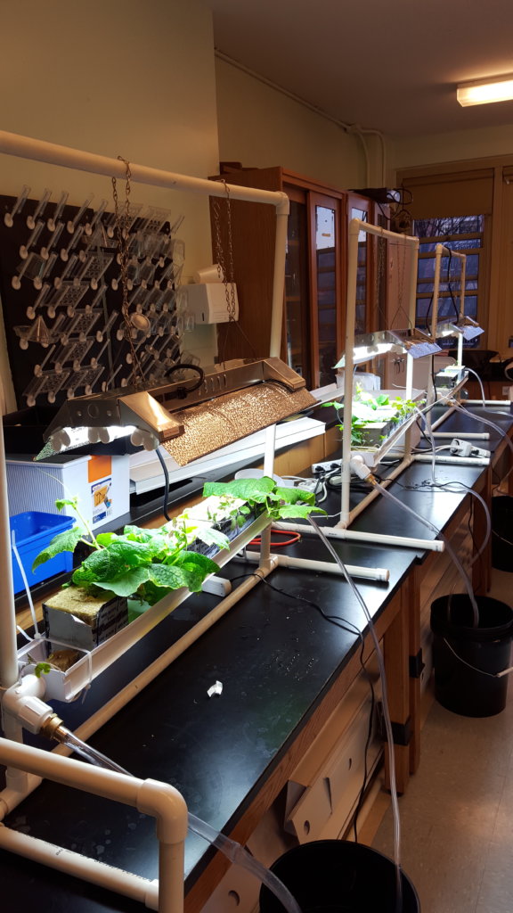 vine crop system models