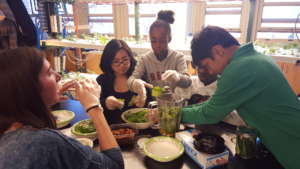 Making pickles & pesto with classroom farm produce