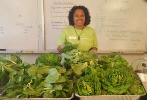 The best lettuce in town. Classroom grown.