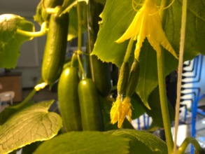 Delicious cucumbers, ready for harvest in February