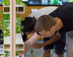 Teen volunteers carefully planting strawberries
