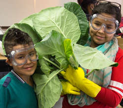Middle schoolers harvesting collard greens