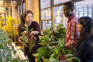 Teens Harvesting Crops at the TFFJ Classroom Farm!