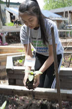 Teen volunteer planting at Bushwick City Farm
