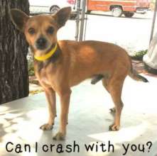 Buddy looking for a foster!