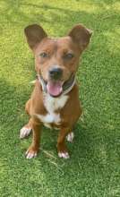 Chico