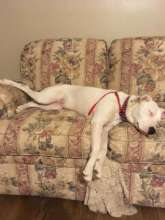 All of this Training Makes Haven Sleepy!