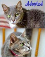 PC Adopted