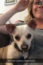 Rufus in Foster Care