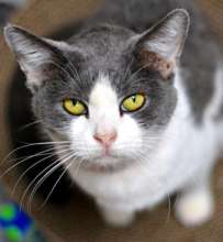 Tess Adopted