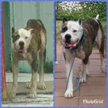 Buddy, now Argentino