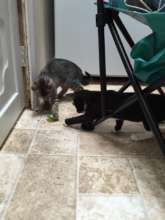 Cats for Adoption