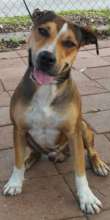 Evander