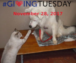 November 28th is #GivingTuesday!