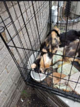 Providing Water for Momma and Kittens