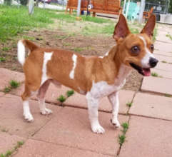 Peanut