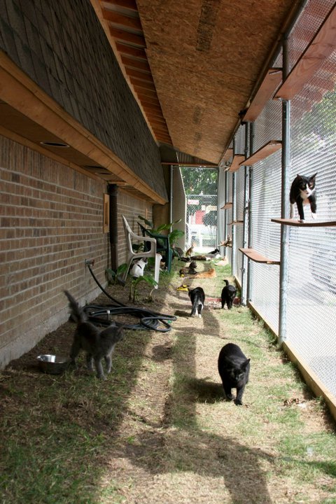 HSDC-DKC Shelter Cat Patio