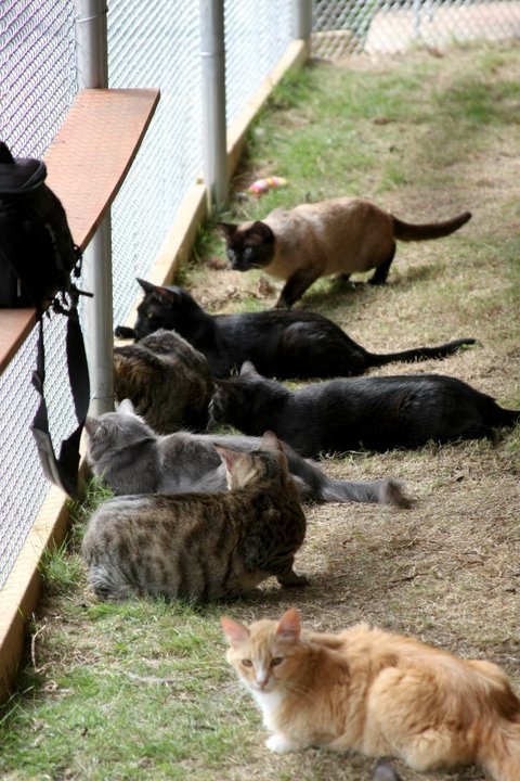 Our Shelter Cats Enjoying the Patio