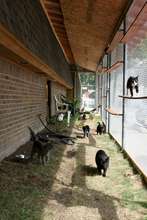 HSDC-DKC Shelter Cat Patio