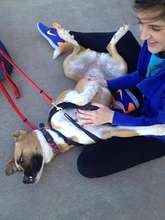 Claudia Awaiting Adoption