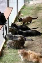 Our Shelter Cats Enjoying the Patio