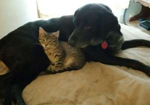 Quacker with Foster Sibling