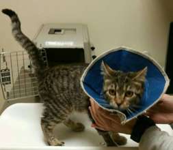 Quacker After Surgery