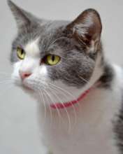 Tess
