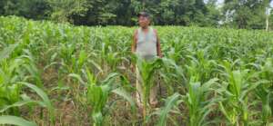 Emilio supervising his corn field