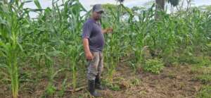Luis showing the corn quality