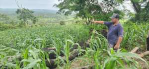 Luis proudly showing his corn field