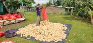 The corn needs to be dry naturally with the sun