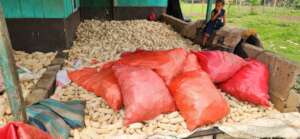 Adan protecting the corn from the rain