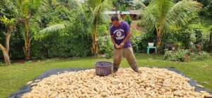 Adan selecting the corn while is getting dry