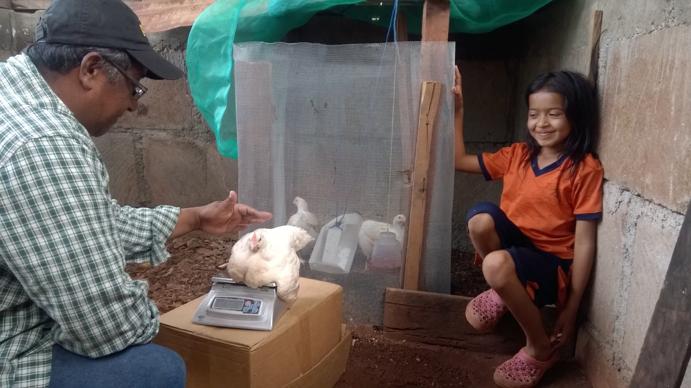 SHI staff member helps a young girl weigh her chicken