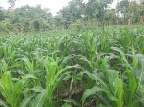 Photo of Joes corn using the double row method