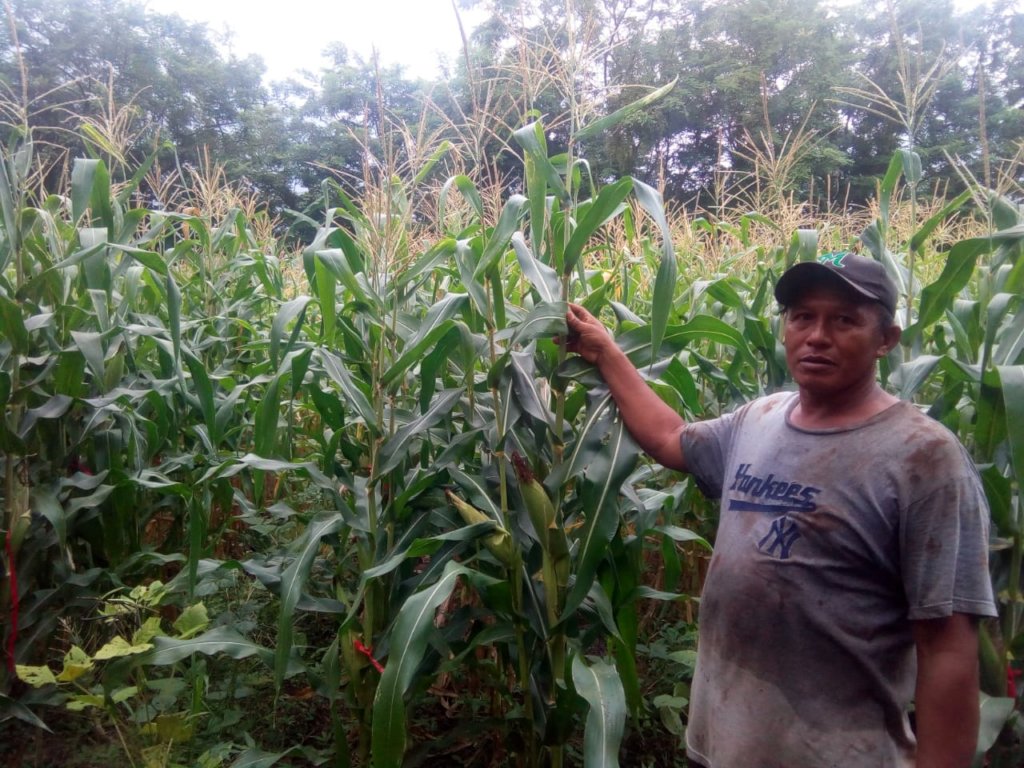 Jose showing his QPM crop.
