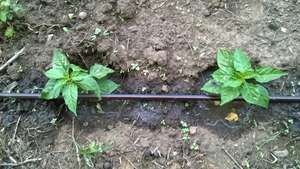 Demonstration plot at Ochomogo Seed Bank