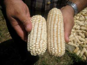 Ears of corn.