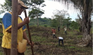 community members planting in demonstration plots