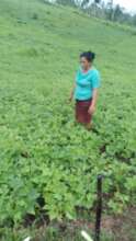 A beneficiary showing her plantation